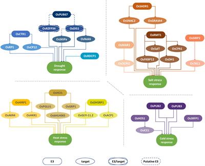 Modulation of Abiotic Stress Responses in Rice by E3-Ubiquitin Ligases: A Promising Way to Develop Stress-Tolerant Crops